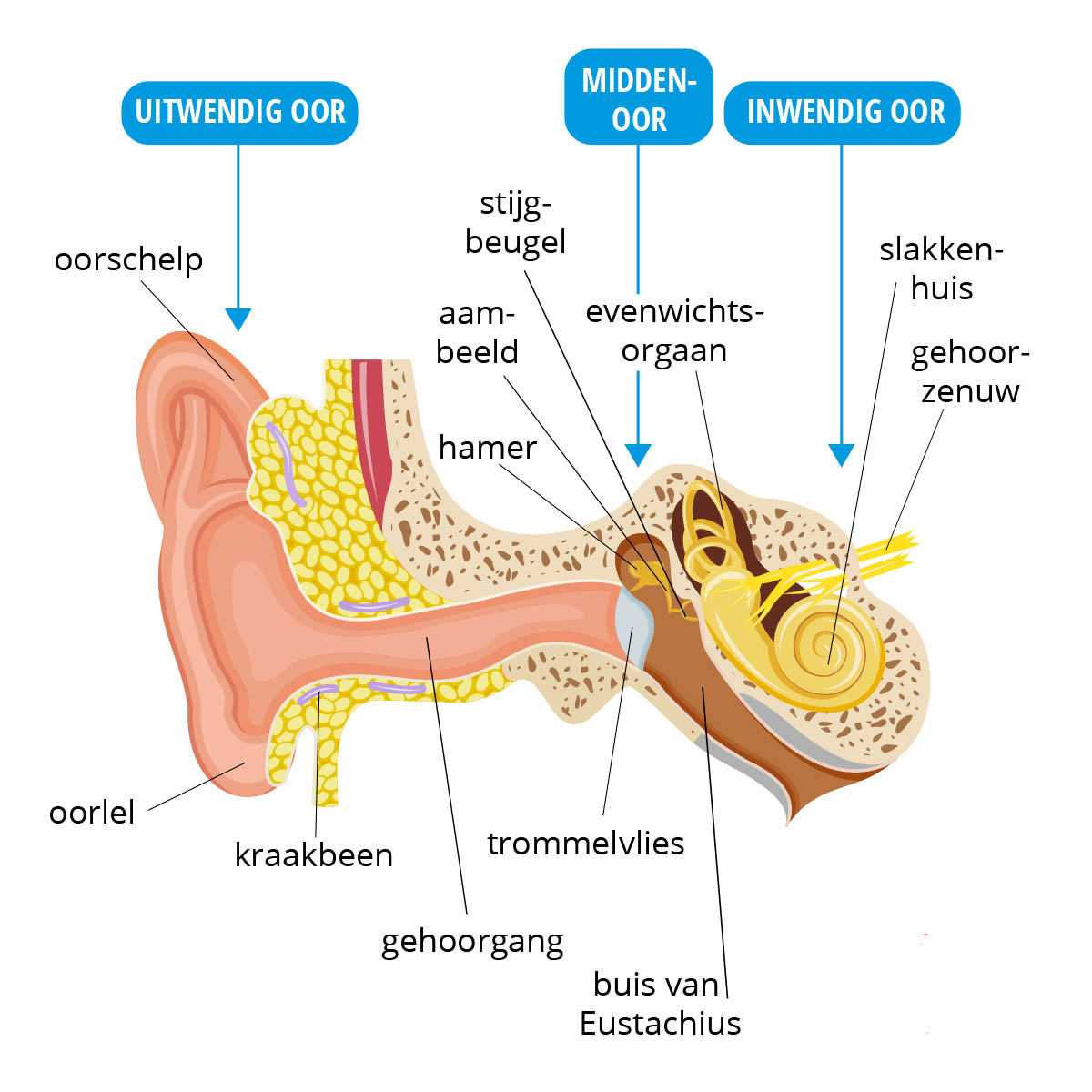 anatomie